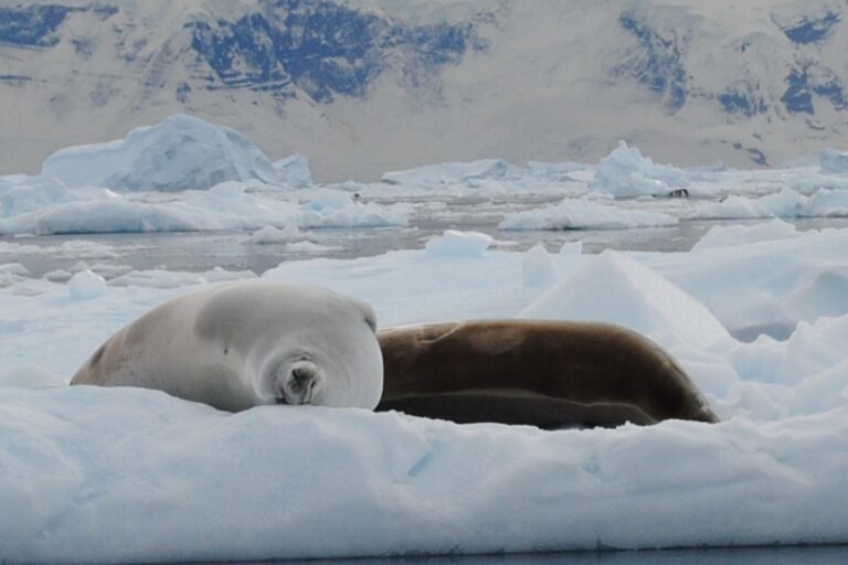 KIITEs Polar 32 Crabeater Seals_Jamie Scherbeijn