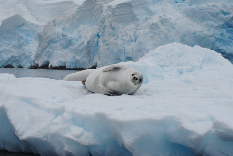 KIITEs Polar 30 Crabeter Seal_Jamie Scherbeijn