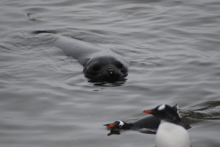 KIITEs Polar 31 Elephant Seal & Gentoo Penguins_Jamie Scherbeijn