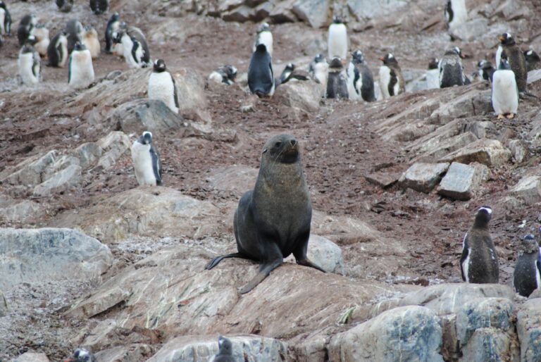 KIITEs Polar 28 Gentoos & Fur Seal_Jamie Scherbeijn