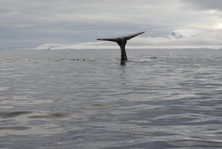 KIITEs Polar 27 Humpback Whale in Antarctica_Jamie Scherbeijn