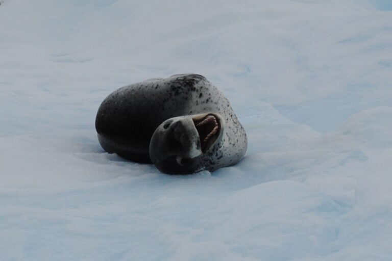 KIITEs Polar 25 Leopard Seal_Jamie Scherbeijn