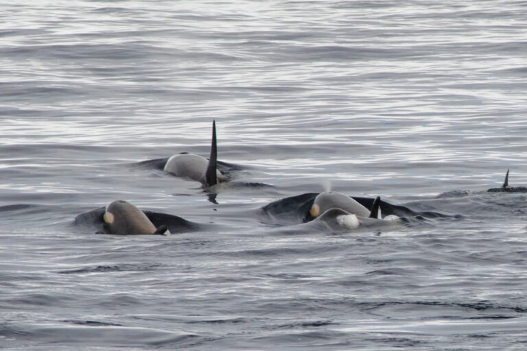 KIITEs Polar 24 Orca time_Jamie Scherbeijn