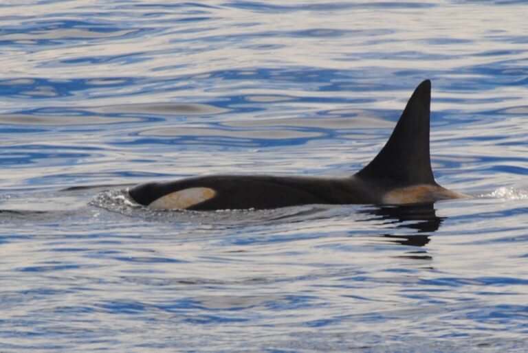 KIITEs Polar 23 Orca_Jamie Scherbeijn