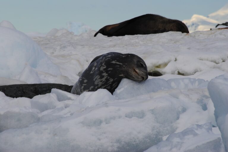 KIITEs Polar 21 Weddell Seals_Jamie Scherbeijn