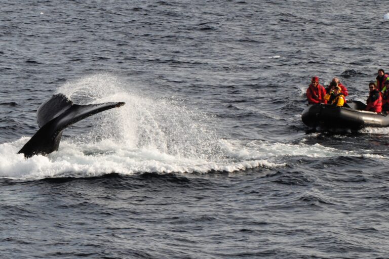 KIITEs Polar 20 Zodiac Cruising_Jamie Scherbeijn